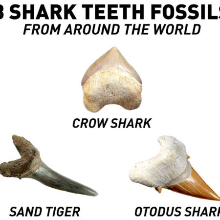 National Geographic Shark Teeth Dig Kit JM00604