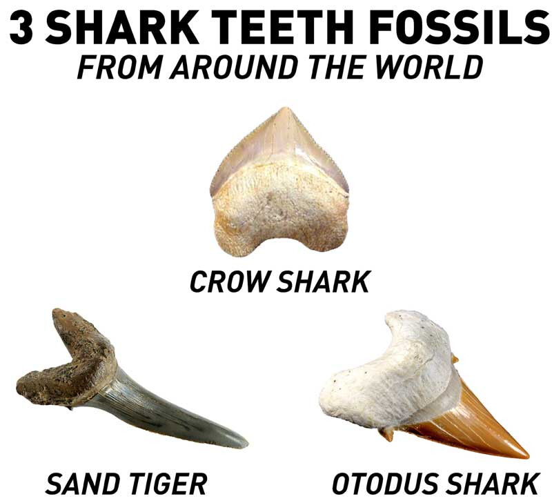 National Geographic Shark Teeth Dig Kit JM00604
